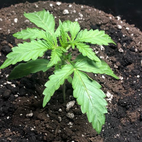 Gorilla Glue - CNB growlog photo: RH was low cause of door open / feeding. All good. 