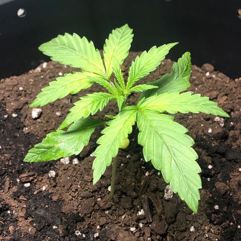Gorilla Glue - CNB growlog photo: RH was low cause of door open / feeding. All good. 