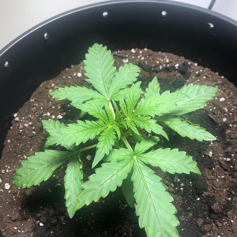 Gorilla Glue - CNB growlog timeline photo