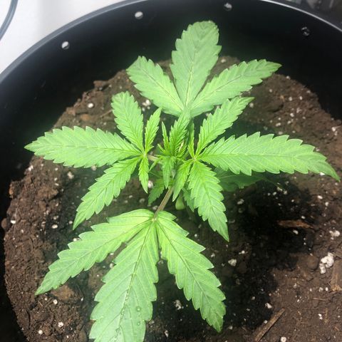 Gorilla Glue - CNB growlog timeline photo