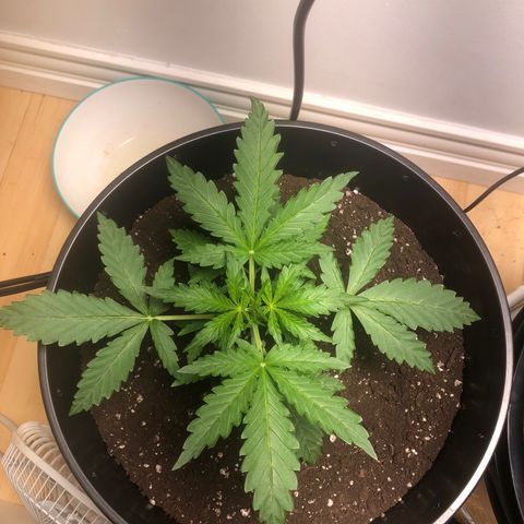 Gorilla Glue - CNB growlog timeline photo
