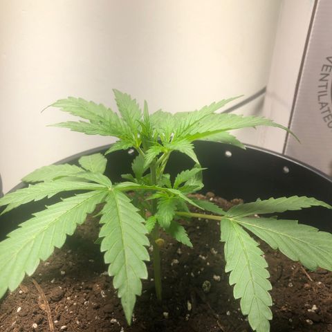 Gorilla Glue - CNB growlog timeline photo