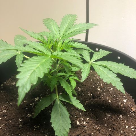 Gorilla Glue - CNB growlog timeline photo