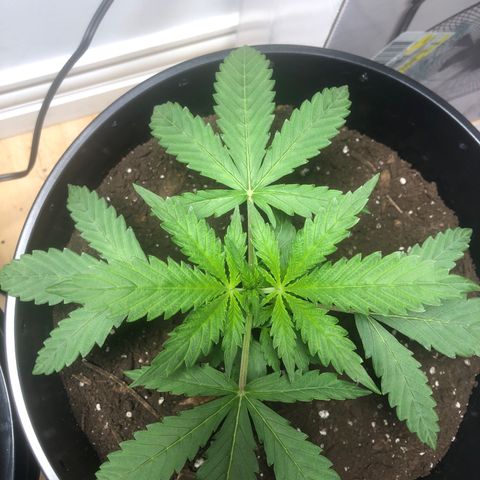 Gorilla Glue - CNB growlog timeline photo