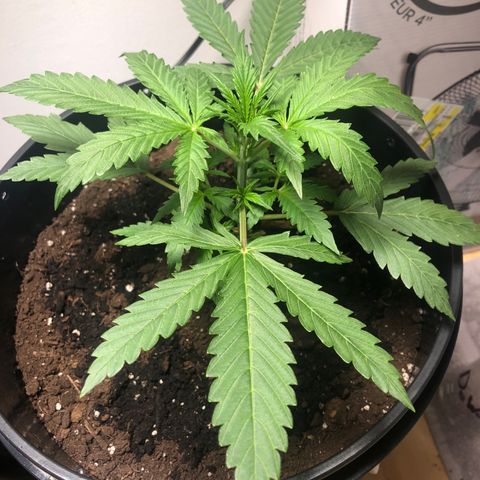 Gorilla Glue - CNB growlog timeline photo