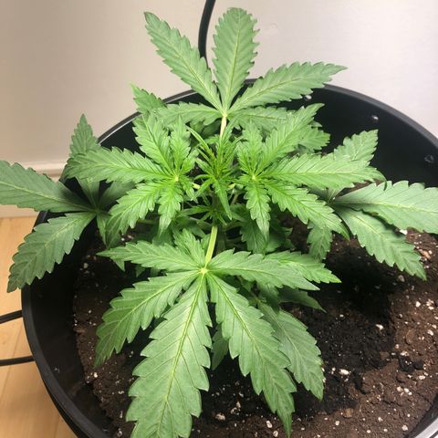 Gorilla Glue - CNB growlog timeline photo