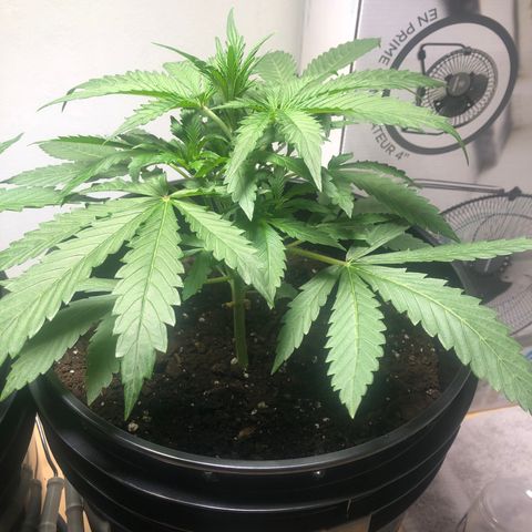 Gorilla Glue - CNB growlog timeline photo