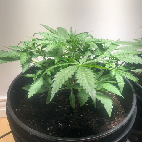 Gorilla Glue - CNB growlog timeline photo