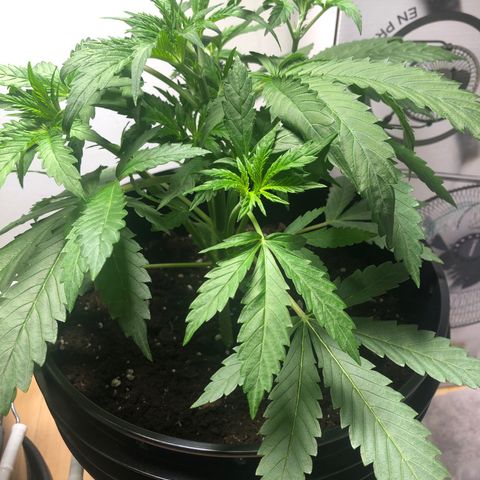 Gorilla Glue - CNB growlog timeline photo
