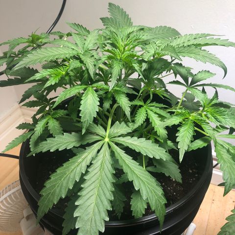 Gorilla Glue - CNB growlog timeline photo