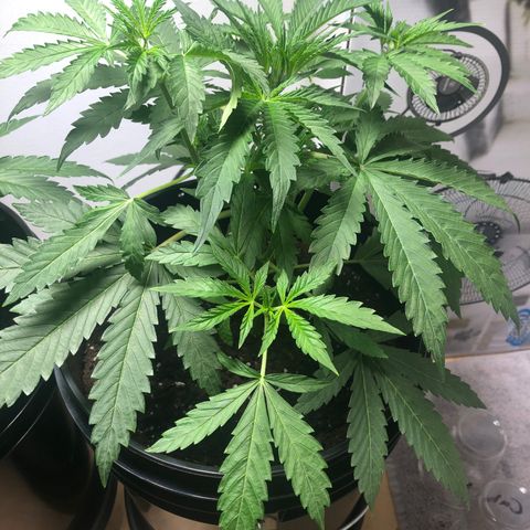 Gorilla Glue - CNB growlog timeline photo