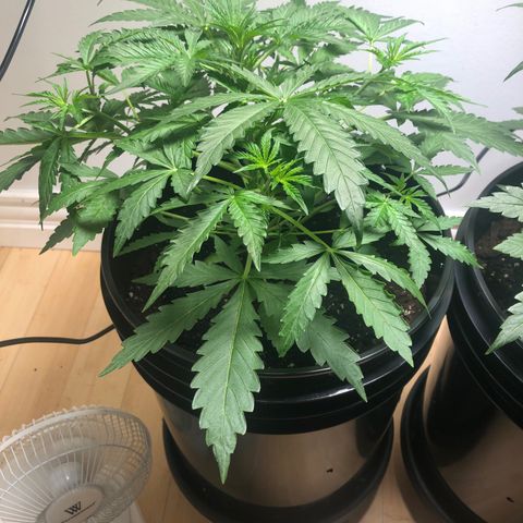 Gorilla Glue - CNB growlog timeline photo