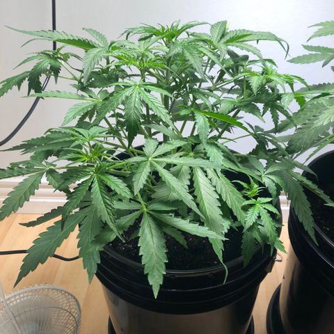 Gorilla Glue - CNB growlog timeline photo