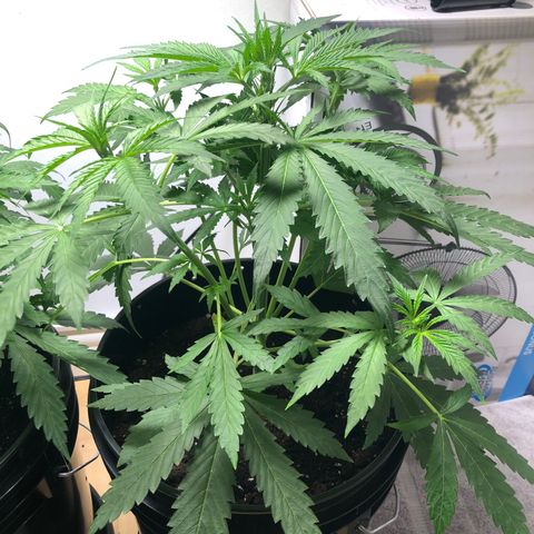 Gorilla Glue - CNB growlog timeline photo