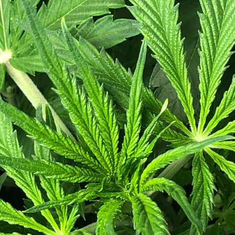 Gorilla Glue - CNB growlog timeline photo
