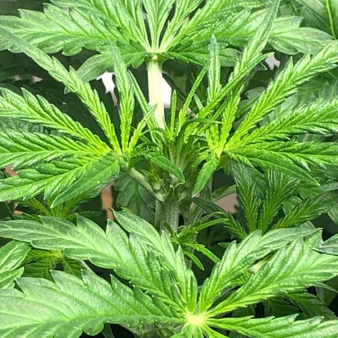 Gorilla Glue - CNB growlog timeline photo