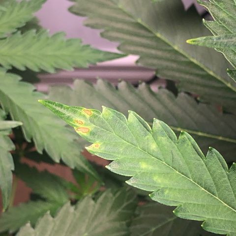 Gorilla Glue - CNB growlog timeline photo
