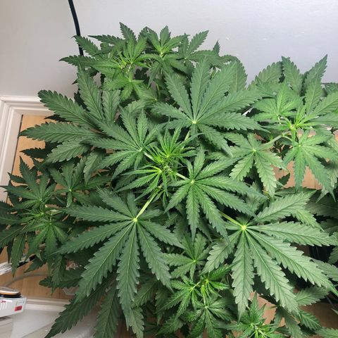 Gorilla Glue - CNB growlog timeline photo