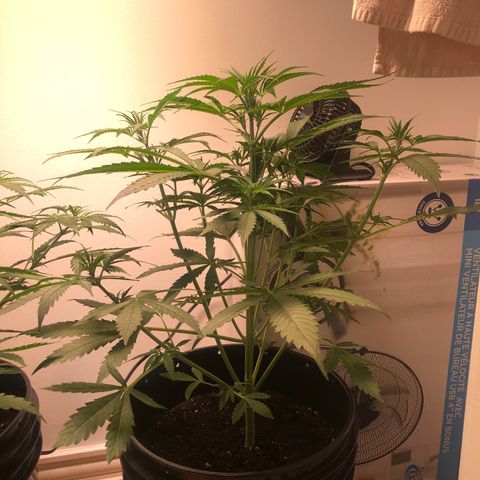 Gorilla Glue - CNB growlog timeline photo