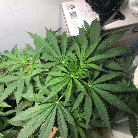 Gorilla Glue - CNB growlog timeline photo