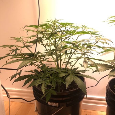 Gorilla Glue - CNB growlog timeline photo