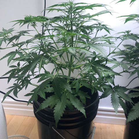 Gorilla Glue - CNB growlog timeline photo