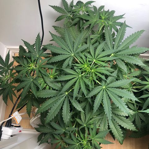 Gorilla Glue - CNB growlog timeline photo