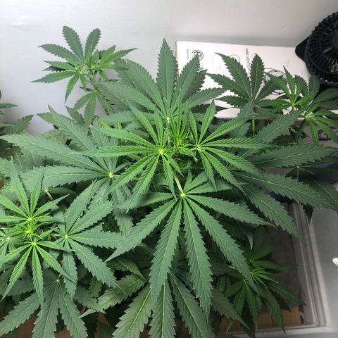 Gorilla Glue - CNB growlog timeline photo