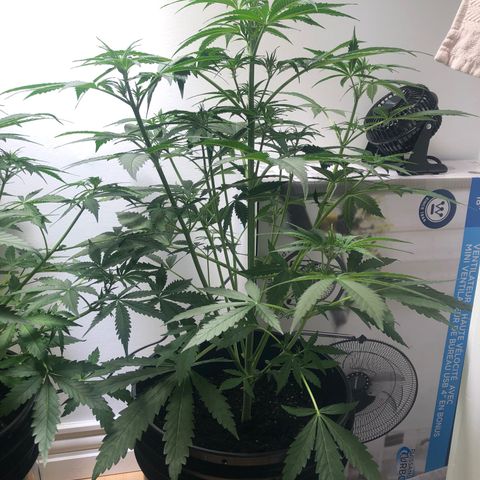 Gorilla Glue - CNB growlog timeline photo