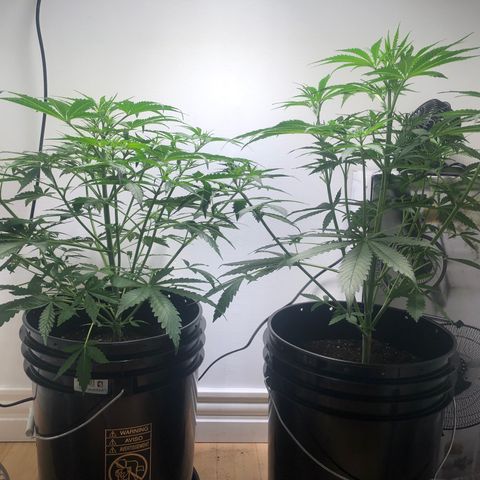 Gorilla Glue - CNB growlog timeline photo