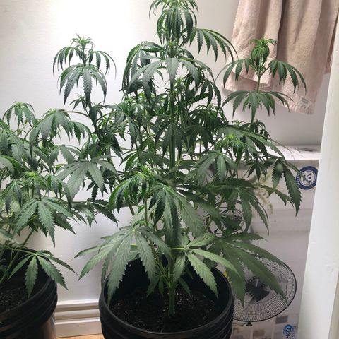 Gorilla Glue - CNB growlog timeline photo