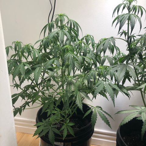 Gorilla Glue - CNB growlog timeline photo