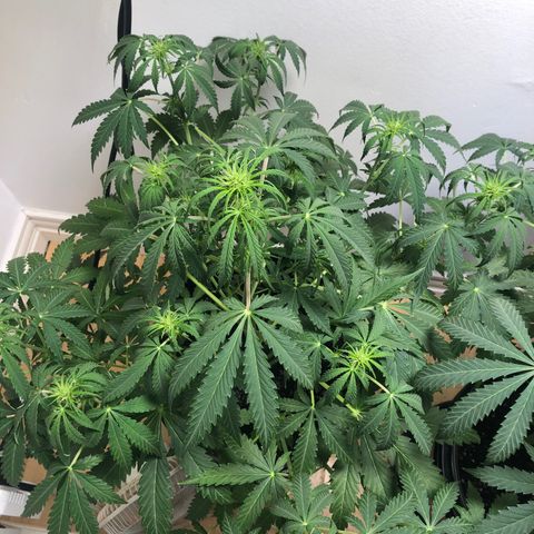 Gorilla Glue - CNB growlog timeline photo