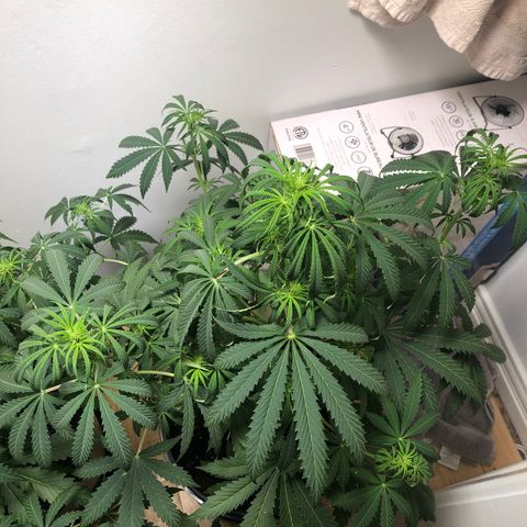 Gorilla Glue - CNB growlog timeline photo