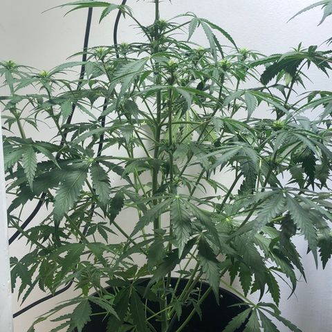 Gorilla Glue - CNB growlog photo: BUDS!!!!