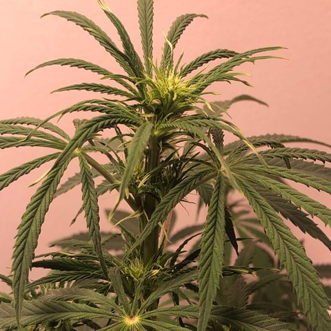 Gorilla Glue - CNB growlog photo: BUDS!!!!
