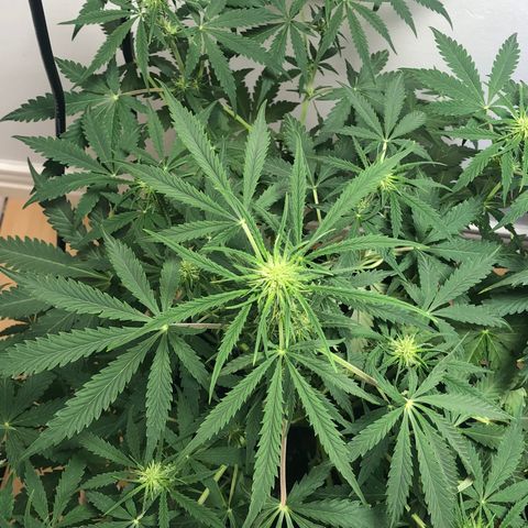 Gorilla Glue - CNB growlog photo: BUDS!!!!