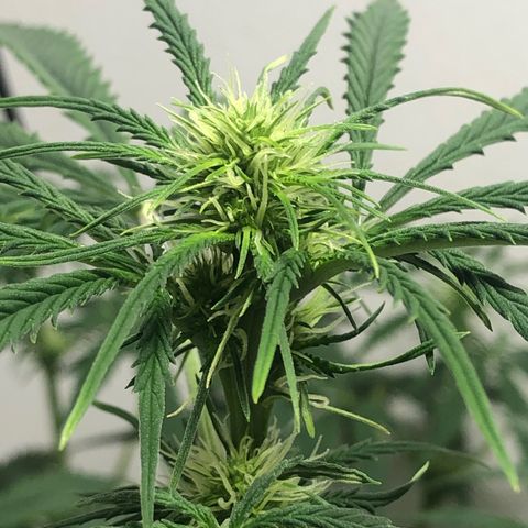 Gorilla Glue - CNB growlog photo: BUDS!!!!