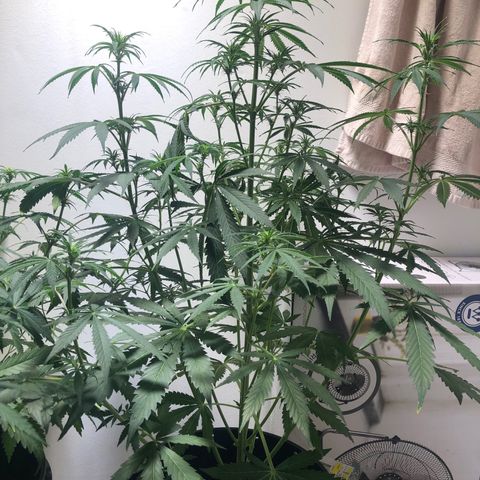 Gorilla Glue - CNB growlog photo: BUDS!!!!