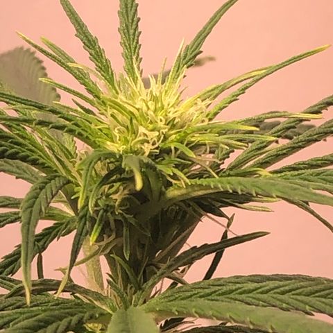 Gorilla Glue - CNB growlog timeline photo