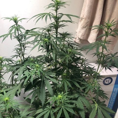 Gorilla Glue - CNB growlog timeline photo