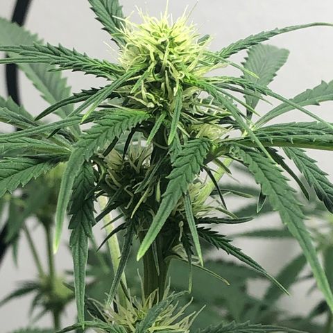 Gorilla Glue - CNB growlog timeline photo