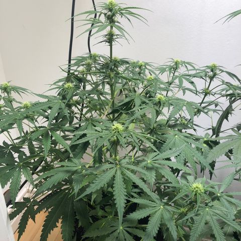 Gorilla Glue - CNB growlog timeline photo