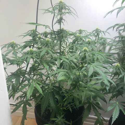 Gorilla Glue - CNB growlog timeline photo