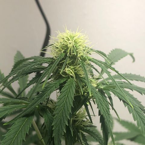 Gorilla Glue - CNB growlog timeline photo