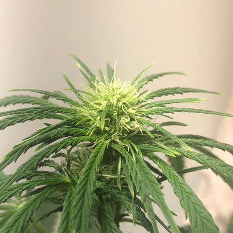Gorilla Glue - CNB growlog timeline photo