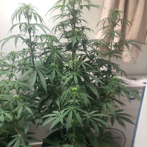 Gorilla Glue - CNB growlog timeline photo