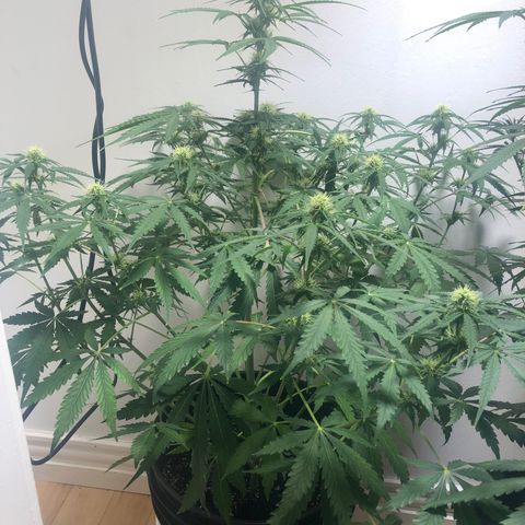Gorilla Glue - CNB growlog timeline photo