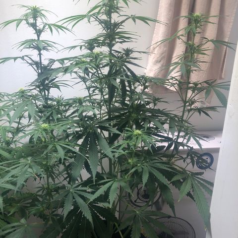 Gorilla Glue - CNB growlog timeline photo