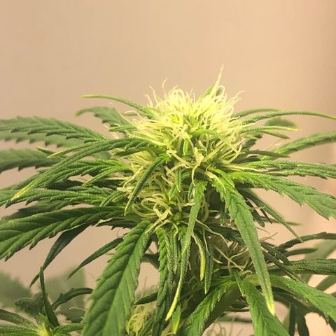 Gorilla Glue - CNB growlog timeline photo